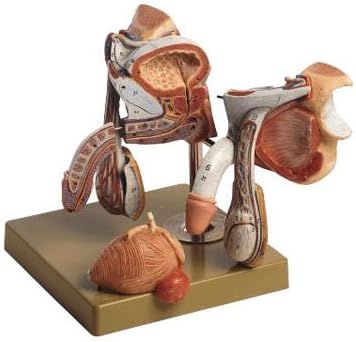Male Genital Organs
