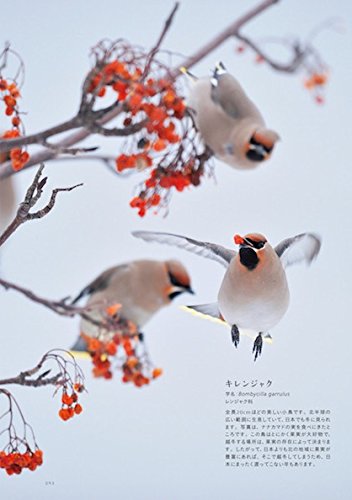 世界の美しい飛んでいる鳥 愛蔵ポケット版 柴田 佳秀 澤井 聖一 柴田 佳秀 本 通販 Amazon