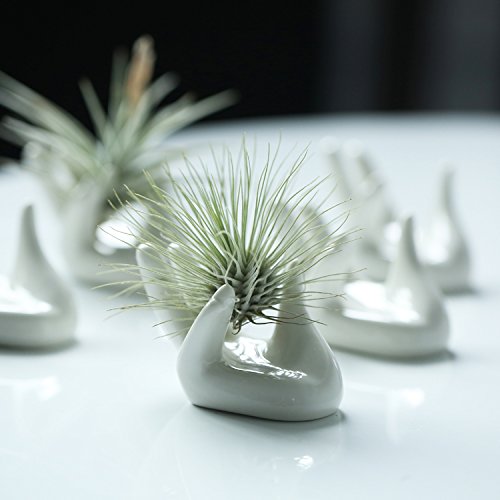 Dahey Air Plant Pot Ceramic Tillandsia holder, Hand
