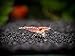 Sakura Red Cherry Shrimp Breeder Combo Pack (Neocaridina davidi) - 10 Females, 5 Males at 1/2 to 1 Inch Long by Aquatic Arts