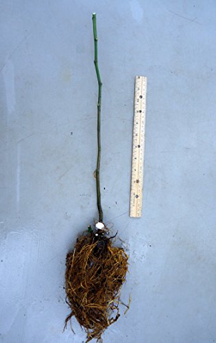 Black Mission Fig - Ficus carica. 1 gallon, bare root plant. Two crops per year.