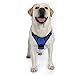 rabbitgoo Dog Harness No Pull with 2 Leash Clips, Adjustable Soft Padded, Reflective Oxford No Choke Pet Vest with Easy Control Handle for Large Dogs, Dazzling Blue, XL