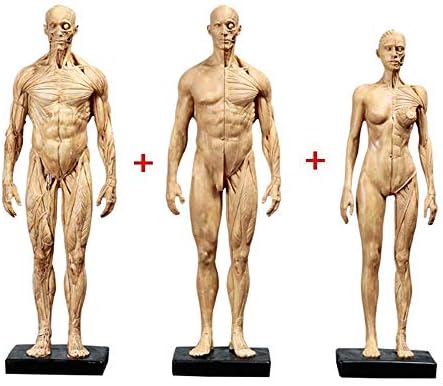 11インチの女性と男性の解剖学図と男性筋肉モデル 人間の解剖学図 新入荷 流行