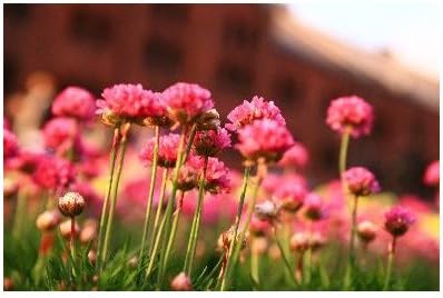 Amazon ポストカード 神奈川県横浜市みなとみらい 赤レンガ倉庫と花 フォトカード絵葉書はがきハガキ葉書 ポストカード 絵柄付はがき 文房具 オフィス用品