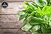 Naturevibe Botanicals Basil Leaves (100gm) [Packaging may vary]