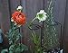 cozyou 3-Pack Garden Plant Stem Support Rings, 17.8