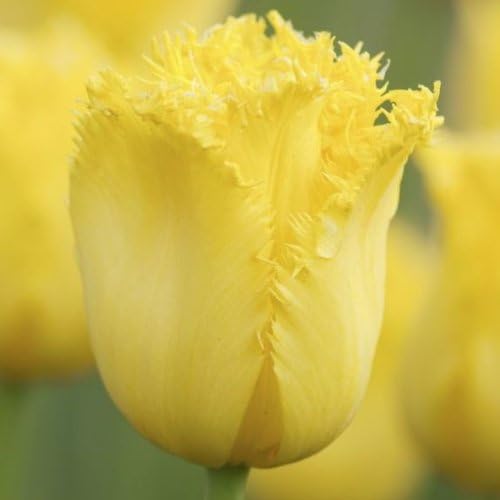 Viridis Hortus - 10 x Maja - Tulip Bulbs - Soft Buttery Yellow Petals - Available in Packs of 10, 20, 30 & 40 (We ONLY Ship This Item with-in UK)