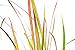 9GreenBox - Japanese Blood Grass - 4'' Pot