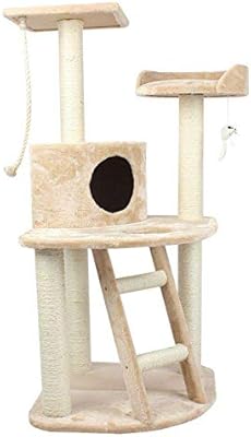 cat climbing house
