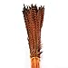 Celine lin 10PCS Natural Pheasant Feathers Pheasant Tails 14-16inch,Orange