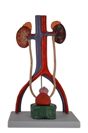 Amazon.com: Medical Anatomical Male Urinary System Model, Numbered