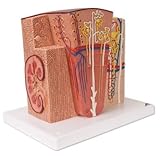 3B Scientific Micro Anatomy Kidney