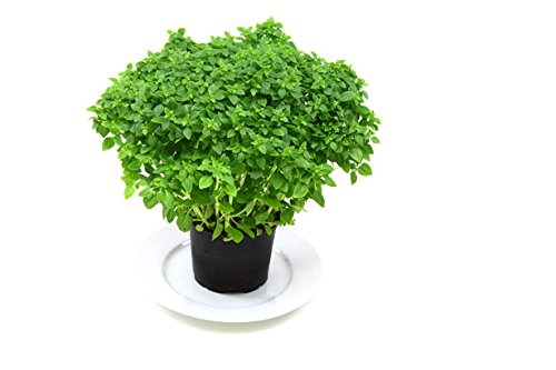 Liliana's Garden Globe Basil Seeds - Heirloom, Best Cooking Variety, 250 Seeds, High Germination Rate