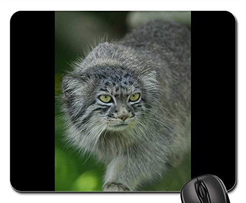 Mouse Pads - Pallas Cat Manul Wild Cat Feline Otocolobus Manul