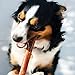 Nature Gnaws Large Bully Sticks for Dogs 5-6