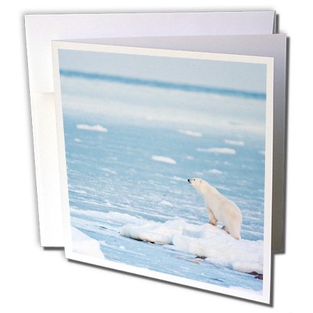 3dRose gc_209774_2 6 x 6-Inch "Polar Bear, Hudson Bay, Churchill Wildlife Area, Churchill, Mb Canada" Greeting Card (Set of 12)
