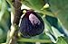 Texas Everbearing Edible Fig Plant - Ficus carica - Sweet - 4" Pot