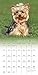 Yorkies 2017 Calendar: Includes Downloadable Wallpaper