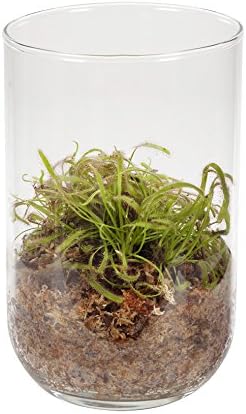 FloraAtHome - Marsh plants - Drosera Hybrid - Sundew, in Decoglas