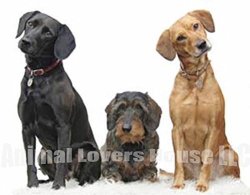 nitenpyram flea killer