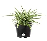 Costa Farms Chlorophytum comosum Spider Live Indoor Plant, 10-Inches Tall, Ships in Grower's Pot