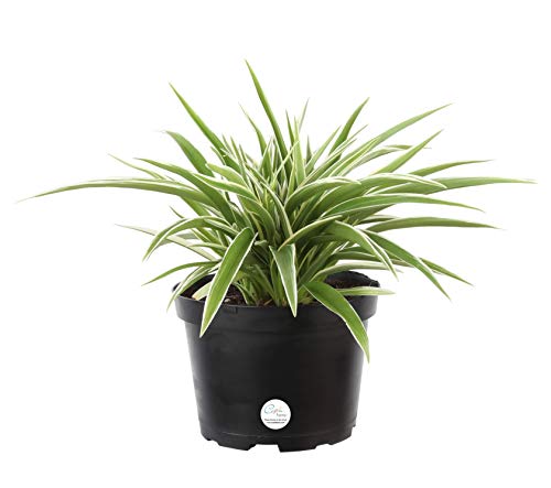 Costa Farms Chlorophytum comosum Spider Live Indoor Plant, 10-Inches Tall, Ships in Grower's Pot