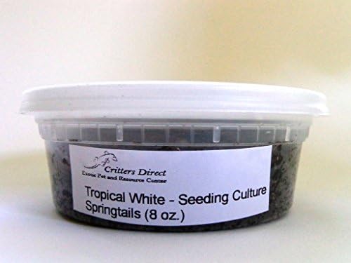 Live Springtails, Tropical White: Seeding Culture