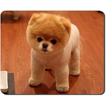 Amazon.com : Cute Pomeranian Dog Animal Picture Game ...