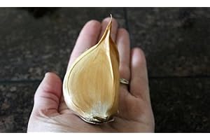 Six Live Giant Elephant Ear Garlic Individual Cloves by Greenhouse PCA | Each Clove Can Be Planted and Will Grow Into It's Own Giant Head of Elephant Garlic!