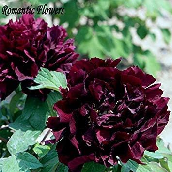 Amazon Co Jp フリージアの種 フリージアの鉢植えの種 フリージアの花の種 球根ではない 100種 袋24種 秘密の贈り物 ホーム キッチン