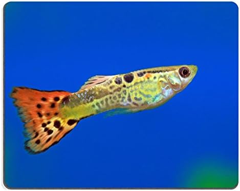Luxlady Gaming Mousepad IMAGE ID: 36305892 The male of the guppy close up floats in an aquarium
