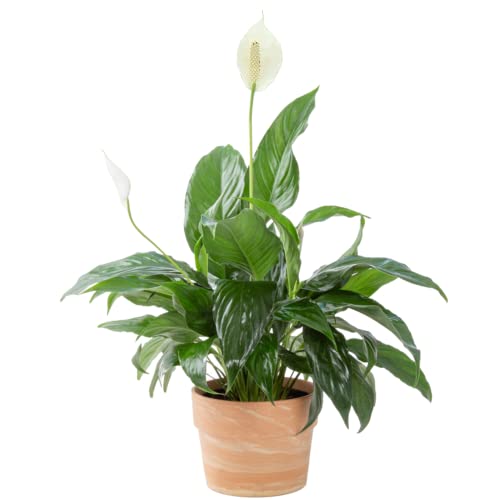 Costa Farms Peace Lily Plant, Live Indoor Houseplant with Flowers