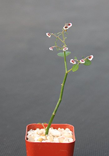 Euphorbia Guiengola Exotic Rare Succulent Caudex Bonsai Hanging Plant 2 Euphorbia Guiengola Exotic Rare Succulent Caudex Bonsai Hanging Plant 2