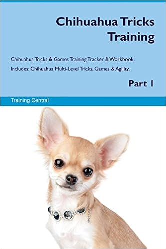 chihuahua agility training