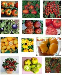 Tomaten Samen Mischung, Sammlung -10 Päckchen, 10 Sorten, 100 Samen