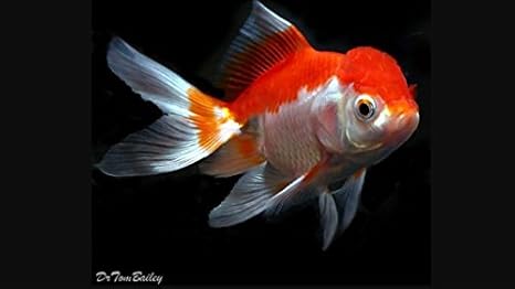 Amazon Com Red White Oranda Goldfish 2 3 Live Freshwater
