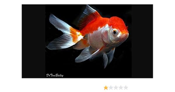 Amazon Com Red White Oranda Goldfish 2 3 Live Freshwater red white oranda goldfish 2 3 live freshwater aquarium fish