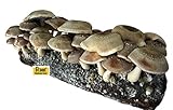 Root Mushroom Farm- Shiitake Mushroom Growing Kit-Starting Right Away-New Launched