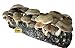 Root Mushroom Farm- Shiitake Mushroom Growing Kit-Starting Right Away-New Launched primary