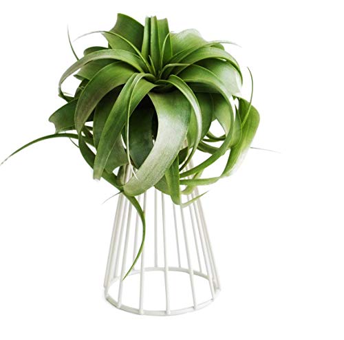 SANGDA Air Plant Holders,Metal Stand Air Plant Container Tabletop Planter Flower Holder Racks Tillandsia Plant Display Racks for Live Tropical House Plants Indoor Air Plants Home Decor(White)