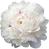 Marde Ross &amp; Company Festiva Maxima - Double White Peonies Bulbs for Planting, Peony Plant Bare Root | Peony Bulbs for Spring Planting 2024 | Peony Seeds for Planting Outdoors
