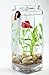 NoClean Aquariums [Newest Version] GravityFlow Self-Cleaning Glass Betta Fish Aquarium - The Original Self Cleaning Aquarium! [2nd Generation]