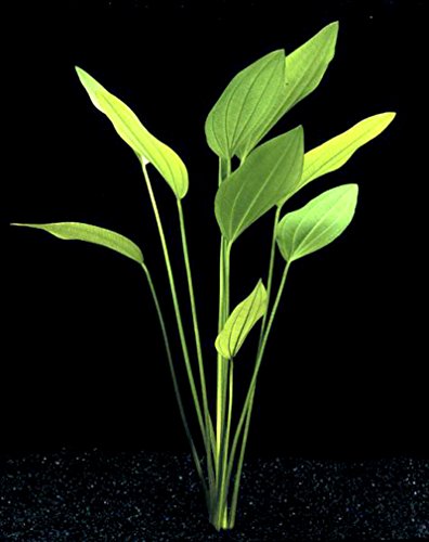 25 Live Aquarium Plants/9 Different Kinds - Amazon Swords, Anubias, Java Fern, Ludwigia and much more! Great plant sampler for 10-15 gal tanks!