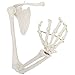 Axis Scientific Human Right Arm Skeleton Model, Accurate Skeleton Model, Arm Model Posable Skeleton Hand, Includes Arm Bone Plus Clavicle, Scapula and Articulated Hand Bone Model, Product Manual