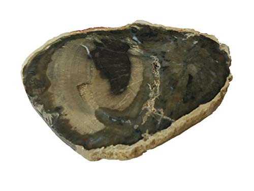 EAGems Petrified Wood Slab, Polished Fossilized Stone Tree Specimen from Madagascar, Very Small About 1" Baby Size - Thumbnail 3