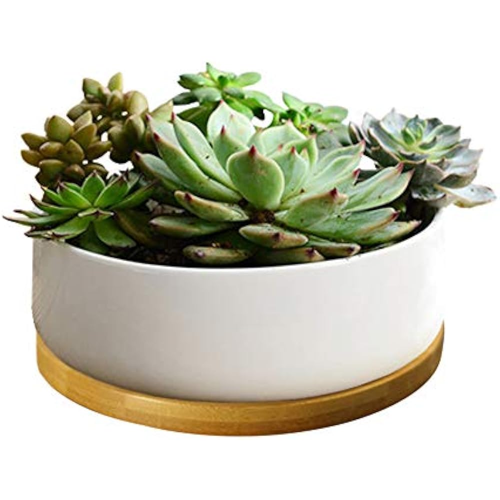 6.3 Inch Round White Ceramic Succulent Planter Pot
