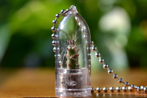 Vampire Cactus Plant Necklace. Cactus Terrarium Gift.