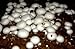 10 Grams(Agaricus Campestris), Approximately 500 inert carrier Seeds Coated with the Button Mushroom Spore See Picture and Product Description