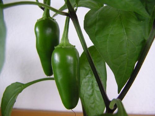 Viridis Hortus - 40 Jalapeno Hot Chilli Pepper Vegetable Seeds