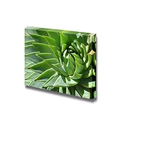 Green Spiral Patterns of Spiky Aloe Leaves Wall...